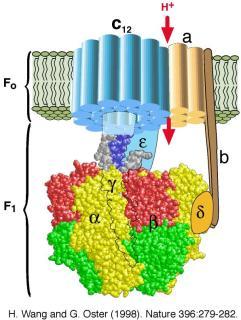 The Big Pay Off Electron Electron produces ATP using the ATP Synthase protein. The Electron produces 32 molecules of ATP. How is ATP made using the ETC 1.