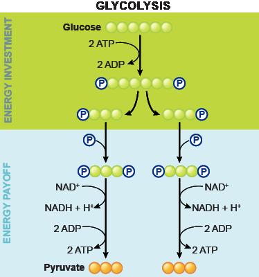 II. Cellular Respiration Glycolysis The initial splitting of glucose into two pyruvate molecules occurs in all