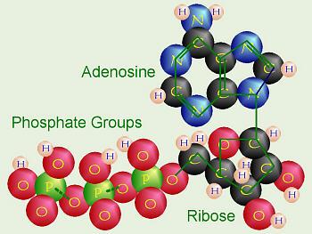 ATP (Adenosine Triphosphate) Provides stored energy for cell activities: transport, division,