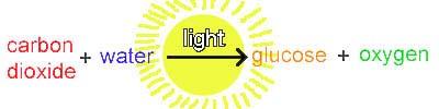 Photosynthesis Two phases: 1. Light dependent reactions 2.