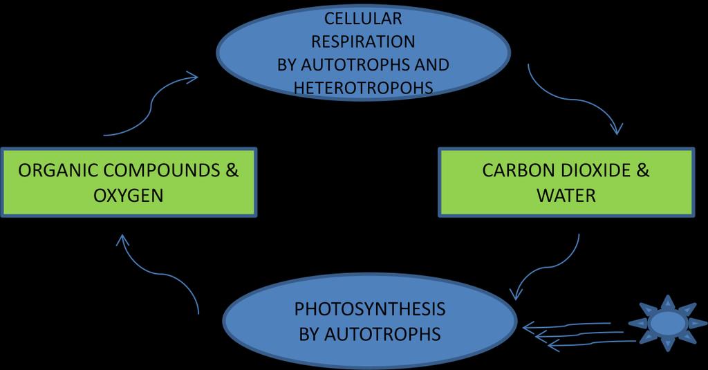Cellular Respiration 1) Glycolysis and Fermentation a) Harvesting Chemical Energy Cellular respiration is the complex precess in which cells make adenosine triphosphate (ATP) by breaking down organic