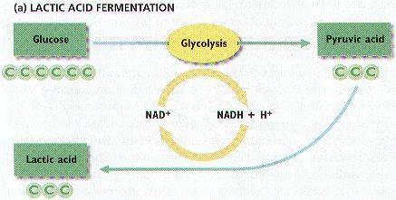 (b) In the figure above, lactic acid fermentation involves the transfer of one hydrogen atom from NADH and the addition of
