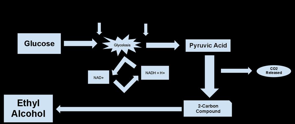 Alcoholic Fermentation (a) Some plants and unicellular organisms, such as yeast, use a process to convert pyruvic acid into ethyl alcohol through alcoholic fermentation.