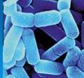 Favorable modification of the gut flora Probiotics Live microorganisms which