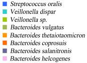 Bacteroidetes Species