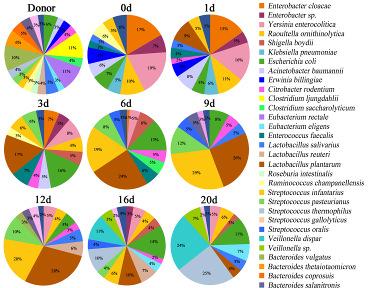 Eubacterium eligens and Veillonella dispar, largely colonized and dominated in the microbiotas.