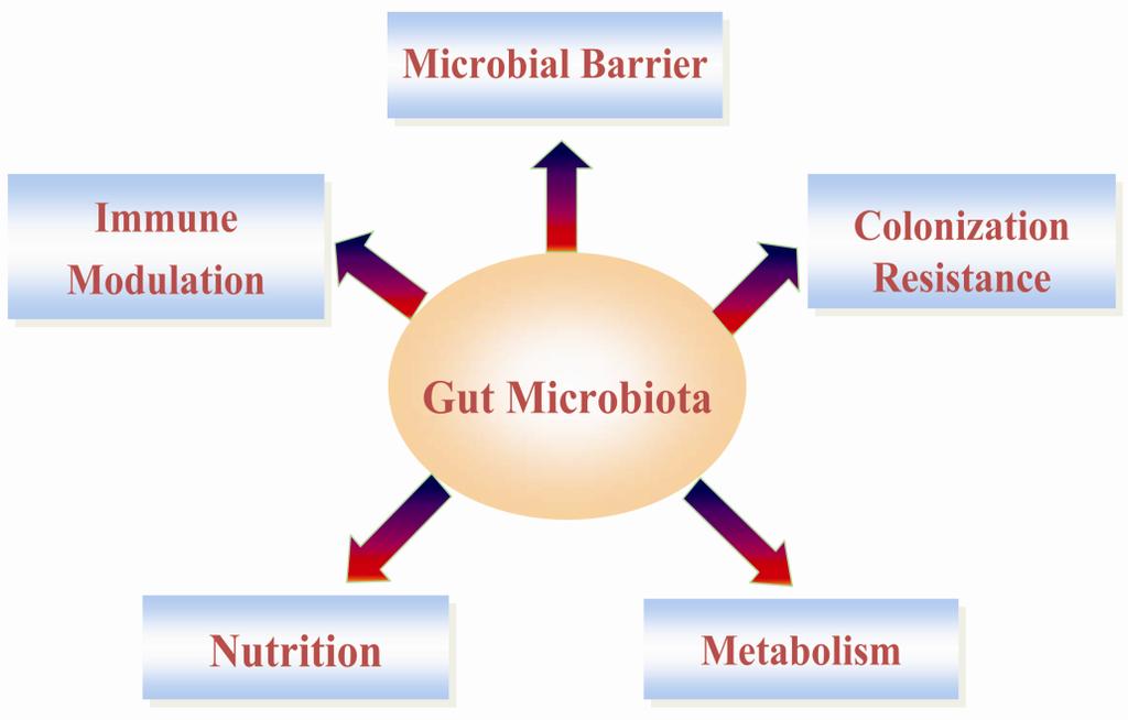 Vital Roles of Gut Microbiota Gut microbiota is recently considered as an important organ carries out vital processes for