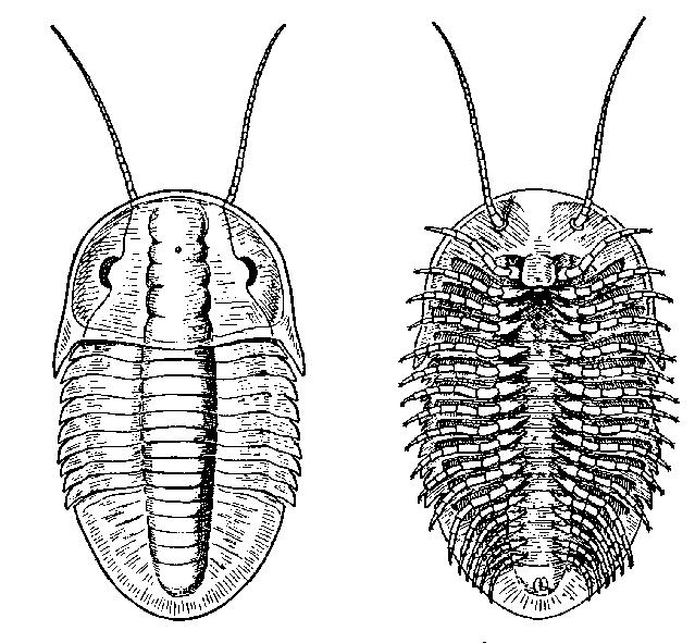 EEB 286 - Lab 5 (Phyllum Arthropoda) 1 Phyllum ARTHROPODA Arthropod phylogeny from the Tree of Life website [http://tolweb.