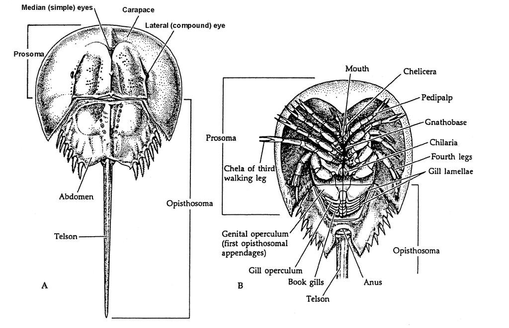EEB 286 - Lab 5 (Phyllum Arthropoda) 2 Class XIPHOSURA - king or "horseshoe" crabs (Limulus) - cephalothorax wide,