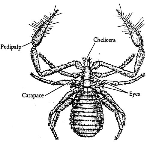 EEB 286 - Lab 5 (Phyllum Arthropoda) 4 Order: Scorpiones scorpions - largest arachnids, ranging in length to about 125 mm - opisthosoma broadly joined to prosoma, differentiated into two portions, a