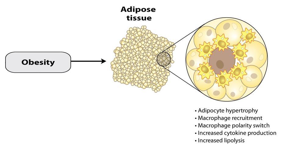 Obesity Causes An Inflammatory State Adapted from