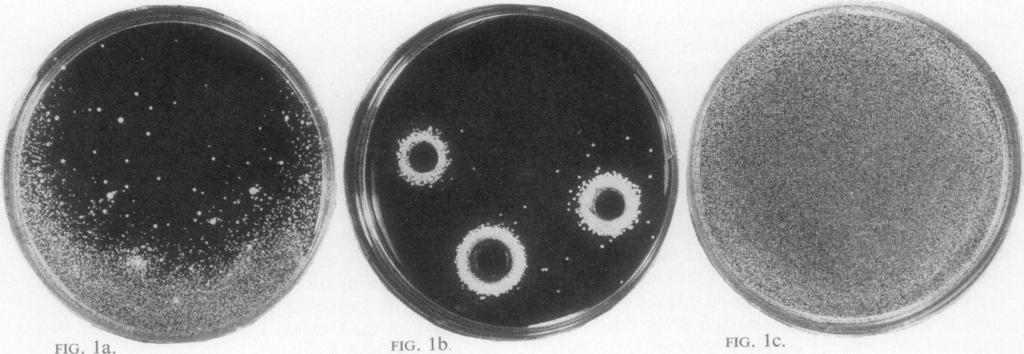As both the intensity and constancy of sunshine vary, plates of Oxoid blood agar base no. 2 (BAB 2) were included in all tests as a standard. All plates contained 15 ml medium giving a depth of mm.