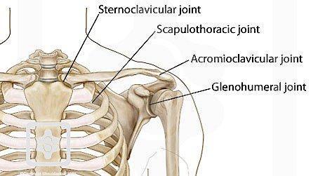 Shoulder Joint Ball and Socket 3 joints: Glenohumeral Joint