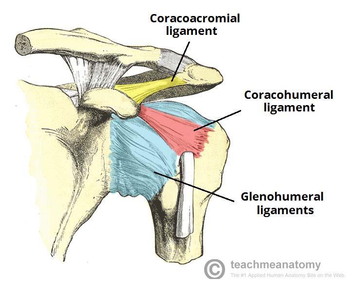 Ligaments Surrounding Shoulder