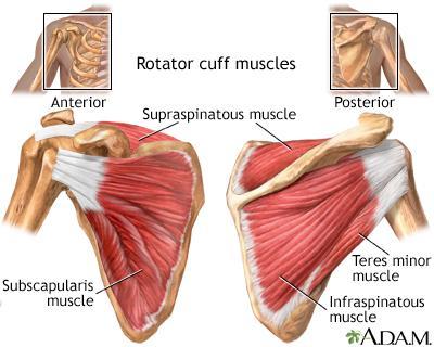 Muscles Surrounding Shoulder Deep Muscle Group (Rotator Cuff) Supraspinatous Infraspinatous