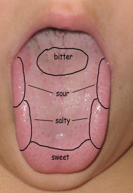 It has taste buds that help to identify four tastes salt, sweet sour and bitter.