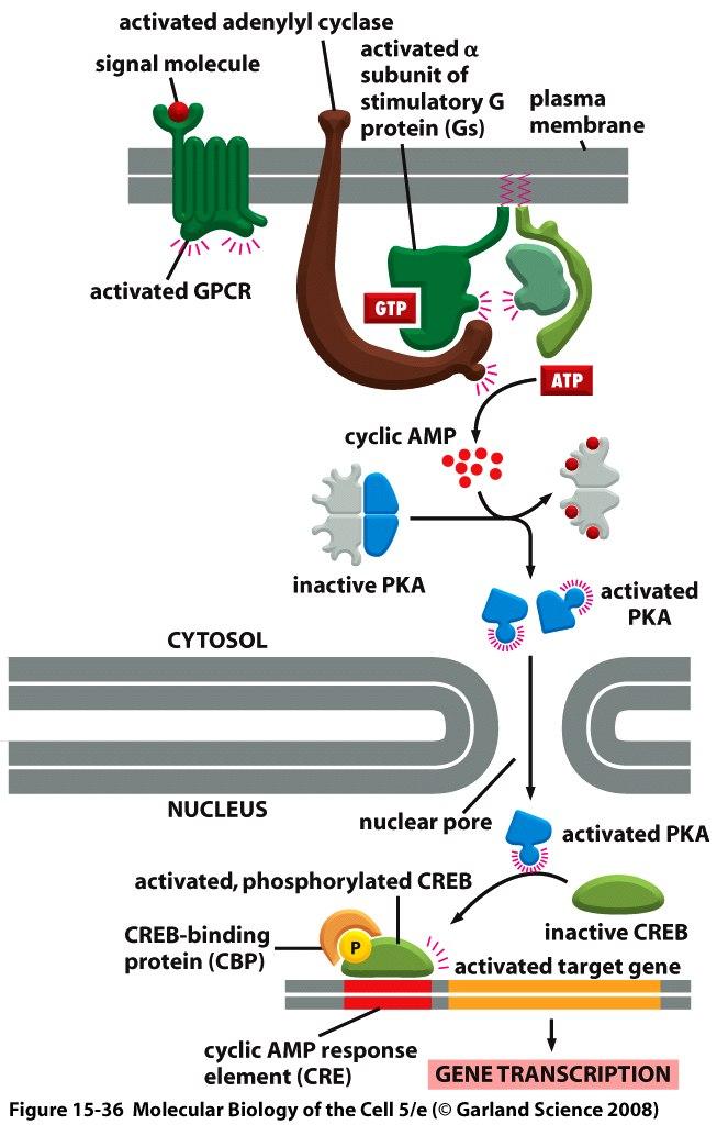 Activation of GPCR leads to