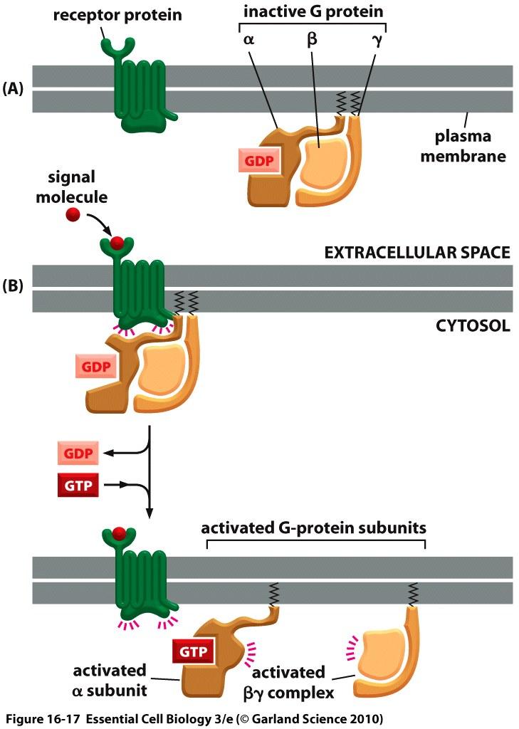 G-proteins relay signal from GPCR G-protein made of three protein subunits: a, b,
