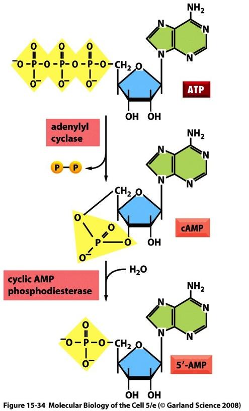 Some G-proteins regulate camp production Adenylyl cyclase (AC) converts ATP to camp Some