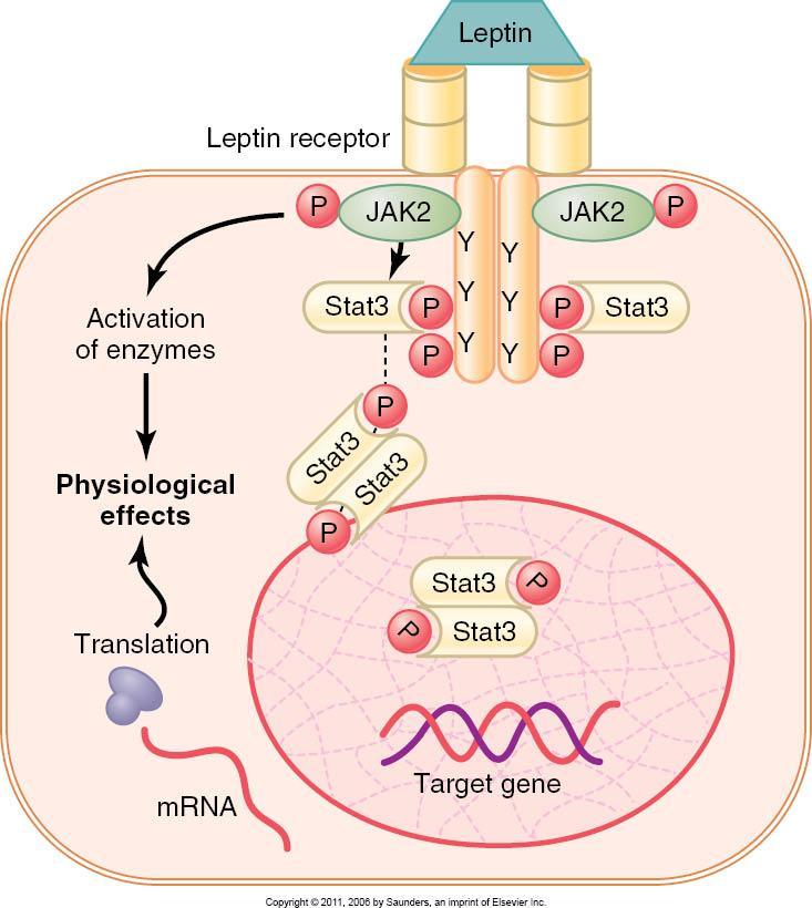 Enzyme-linked Receptor (the Leptin receptor) JAK= Janus
