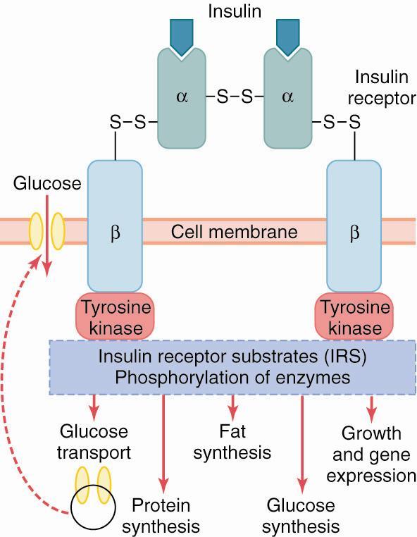 The Insulin Receptor & Mechanisms of