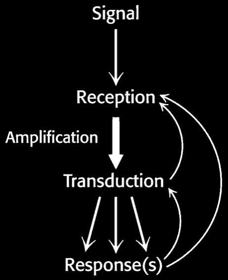 Overview Signal transduction