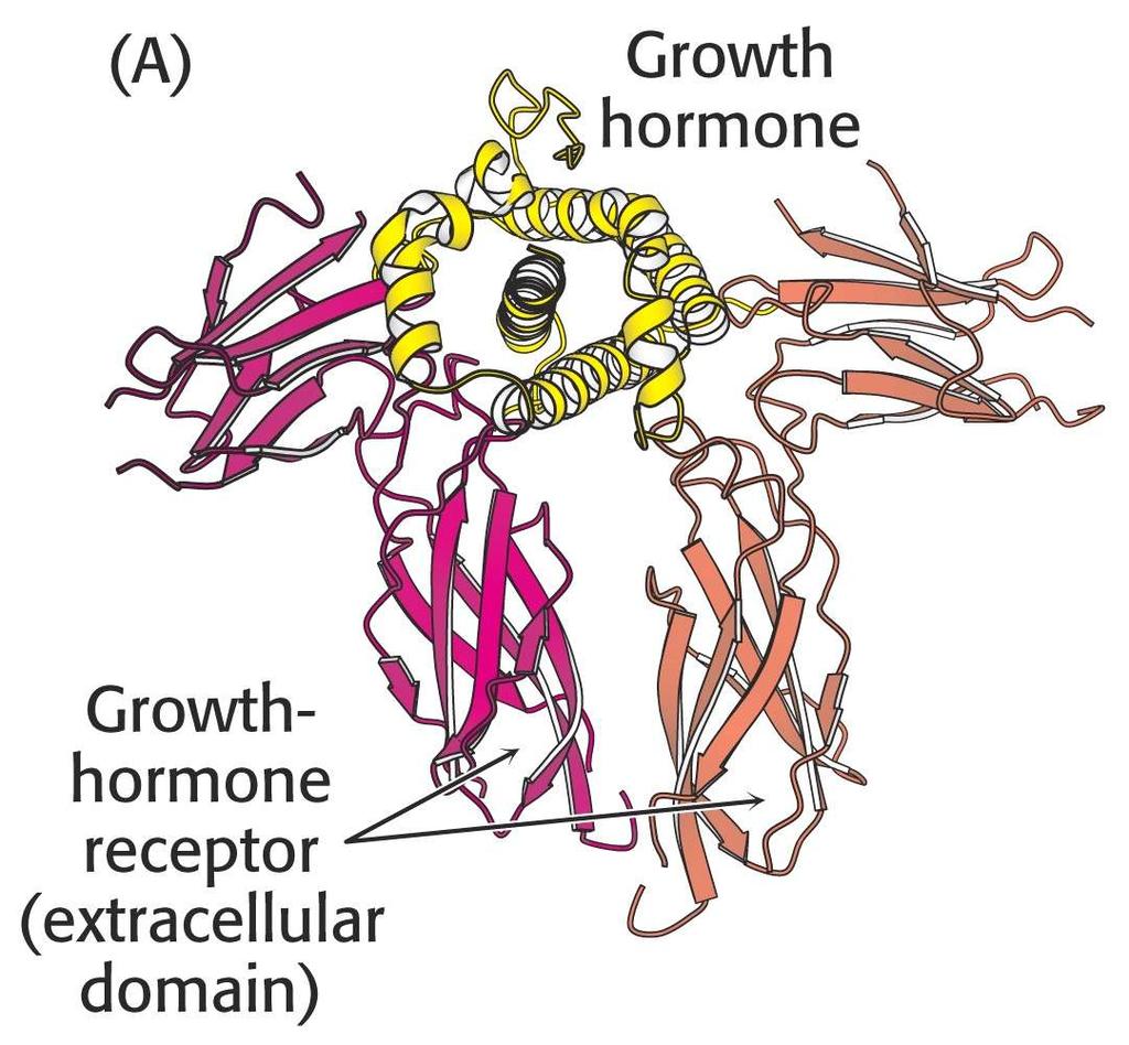 human growth hormone receptor Which