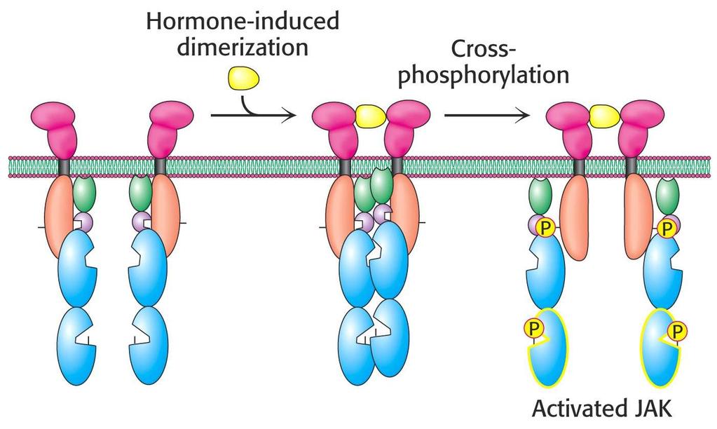 4. Cross-phosporylation Example: Human growth hormone Dimerizes the human