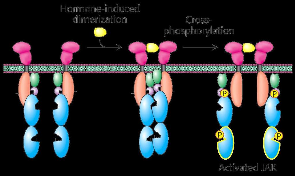 4. Cross-phosporylation Activation