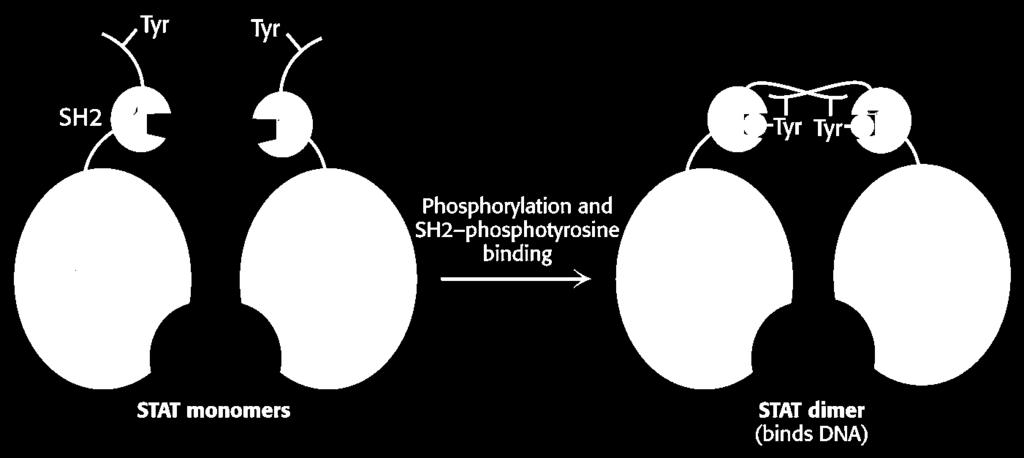 4. Cross-phosporylation Activation of