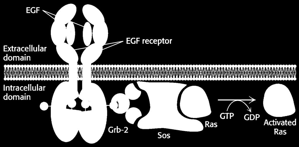4.1. Tyrosine Kinase Receptors The EGF signal