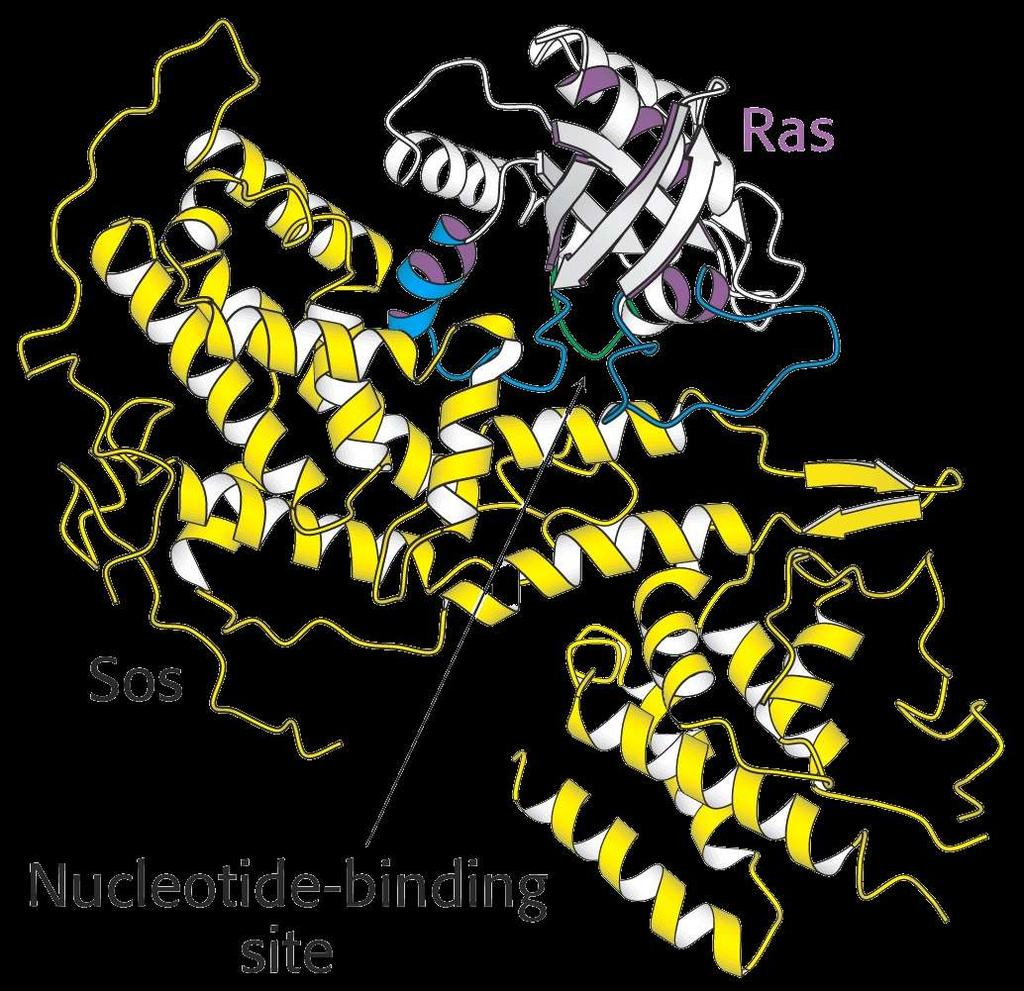 4.1. Tyrosine Kinase Receptors The Sos proteins