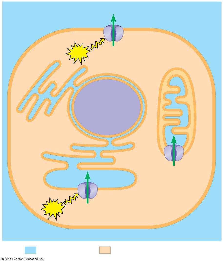 EXTRACELLULAR FLUID Plasma membrane Key CYTOSOL ATP ATP High [Ca 2 ] Ca 2 pump Mitochondrion Nucleus Ca 2 pump Low [Ca 2 ] Ca 2 pump Endoplasmic reticulum (ER) The calcium concentration in the