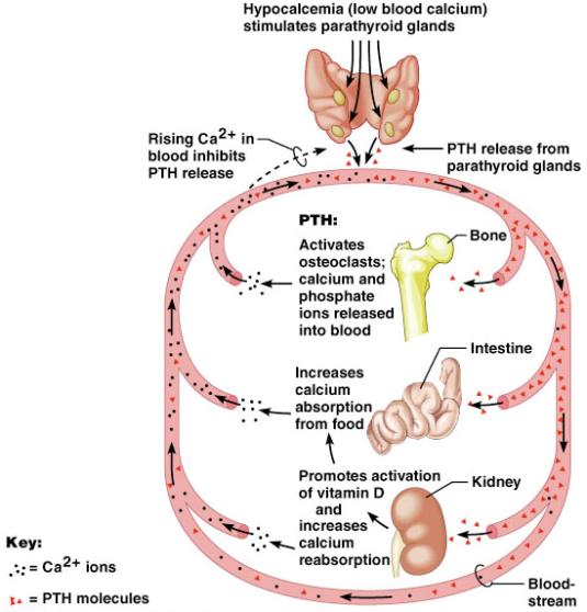 PTH release Effects of Parathyroid Hormone Increases Ca 2+ in the blood as it: Stimulates osteoclasts to digest bone matrix Enhances the reabsorption of Ca 2+ and the secretion of phosphate by the