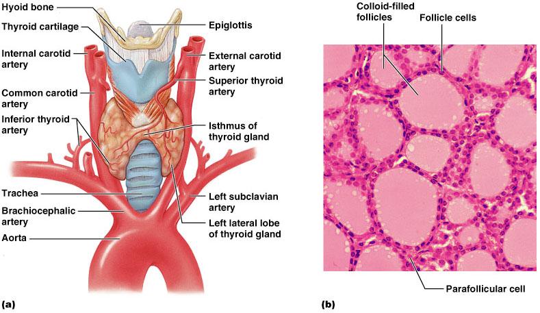 Colloid Fills the lumen of the follicles Thyroglobulin + iodine Parafollicular cells Thyroid Gland Precursor of thyroid