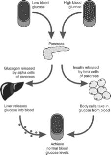 Pancreatic Hormones Regulation of Blood Glucose by Pancreas Glucagon - Increases blood glucose levels by moving stored glucose to the blood - Secreted by pancreatic alpha cells From Goodman CC:
