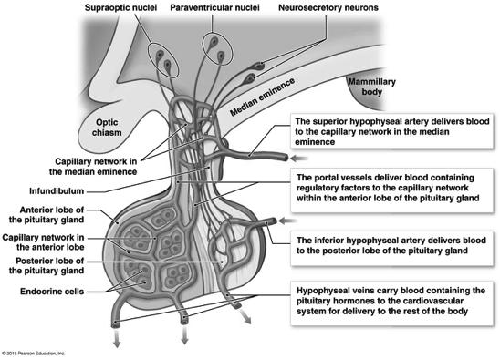 Posterior pituitary = neurohypophysis! 4! Anterior Pituitary Adenohypophysis! A.K.A. Adenohypophysis ( adeno- = gland)! Pars distalis!