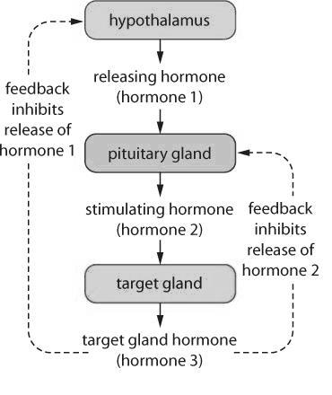 CHAPTER 13 BLM 13.1.4 OVERHEAD Regulatory Pathway of Tropic Hormones The generalized regulatory pathway of tropic hormones.