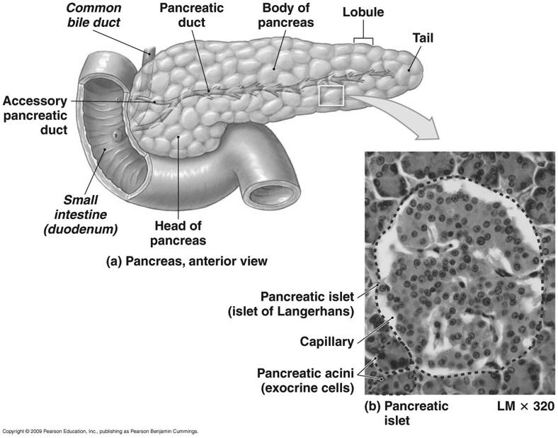The Endocrine Pancreas Figure 18-15 Recall that the pancreas is a heterocrine gland.! 49! Pancreas! A heterocrine gland! Exocrine portion = acini cells!