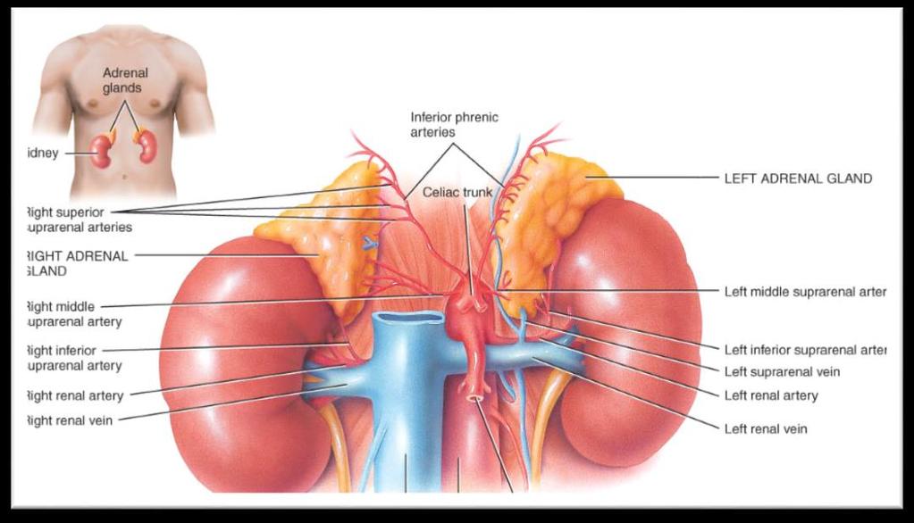 ADRENAL GLAND o Location: superior to the kidneys