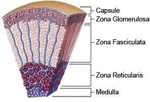 Zona Glomerulosa (outer zone) - secretes Mineralocorticoids 2.