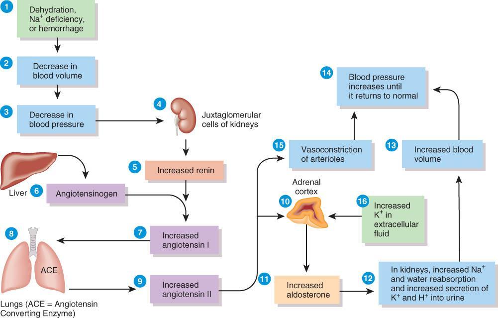Regulation and action of aldosterone Kidneys renin/angiotensin (juxtaglomerular cells) Liver Lungs