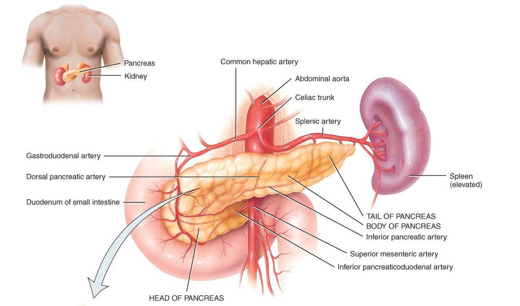 PANCREAS o Structure: flattened organ located posterior and slightly inferior to the stomach; consists of head, body and tail, 12 cm in length o
