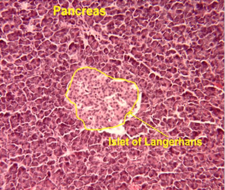 Islets of Langerhans o 1 to 2 million pancreatic islets; each contains 4 types
