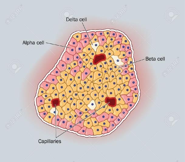 Beta cells (70%) produce insulin 3. Delta cells (5%) produce somatostatin 4.