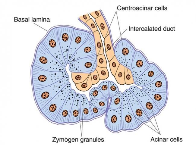 Acini cells o Contain zymogen granules that contain digestive enzymes and are released by secretion This