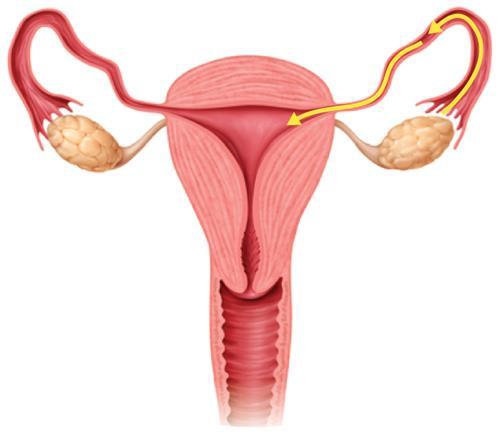 OVARIES AND TESTES o Ovaries Hormones produced: oestrogen, progesterone, relaxin & inhibin