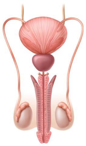 lactation Ovary o Testes Hormone produced: testosterone Function: regulate sperm production