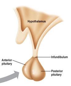 Hormonal axis HORMONAL AXES general overview Hypothalamus +/- Pituitary gland Endocrine gland Tropic hormone + +/-