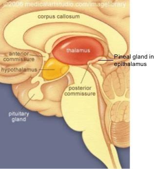 PINEAL GLAND o Structure: small gland attached to 3 rd ventricle of the brain; part of epithalamus; cells - pinealocytes & neuroglia o Function: production of melatonin: responsible for setting of